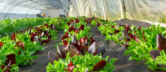 Eine große Gruppe von Menschen steht zusammen auf einer Wiese vor Bäumen.