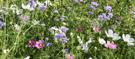 Blumenwiese