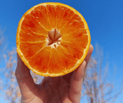 Orange aufgeschnitten
