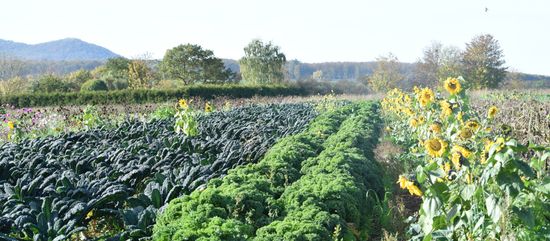 Schwarzkohl und Grünkohl in der Gärtnerei