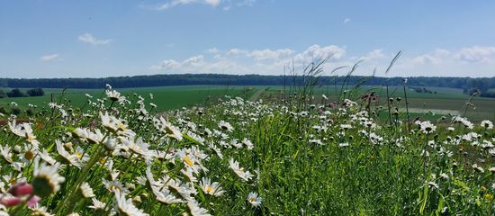 Wiese mit Blumen