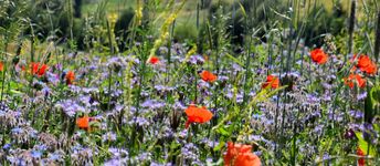 Feld mit Blumen