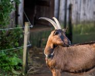 Eine braune Ziege mit großen Hörnern steht vor einem Holzstall.