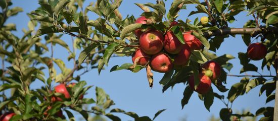 Apfel behangener Ast