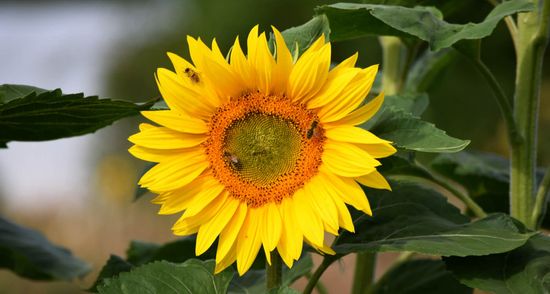 Sonnenblume blühend