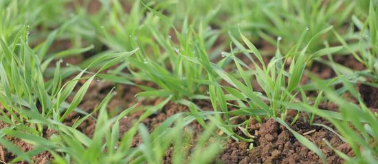 Zweig mit Knospen vor klarem, blauem Himmel.