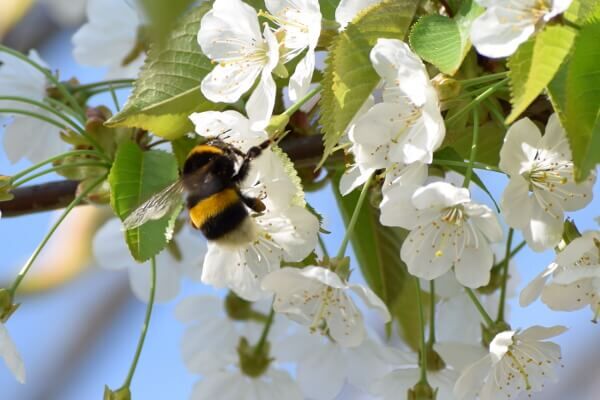 Hummel