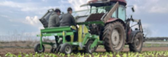 Ein Traktor pflanzt junge Setzlinge auf einem Feld.