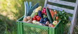 Salate & Kräuter aus eigener Ernte