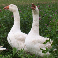 Gänse von Penk