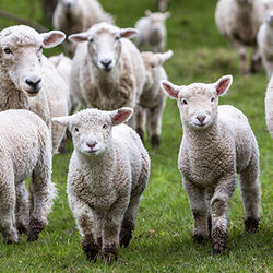 Schafe vom Heggehof