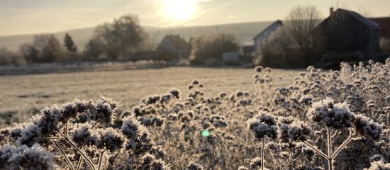 frostiger Schwarzkohl auf dem Feld bei Sonnenaufgang
