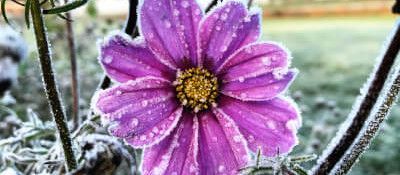 frostiger Schwarzkohl auf dem Feld bei Sonnenaufgang