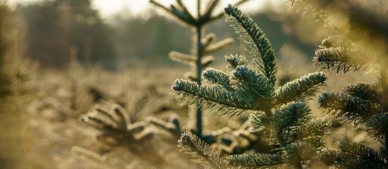 Vielfalt durch Regionalität