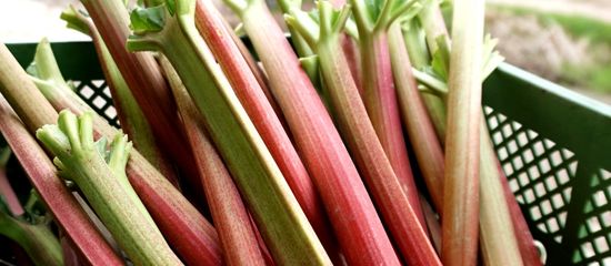 Focaccia mit Spargel und Tomaten auf Holzplatte, daneben frischer grüner Spargel und Rosmarin.