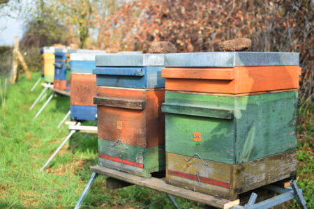Wir beherbergen 16 Bienenvölker