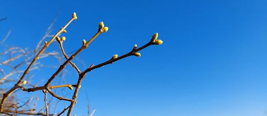 Zweig mit Knospen vor klarem, blauem Himmel.
