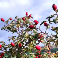 Hagebutte Hecke Pflanzaktion