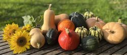viele bunte Kürbisse