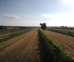 Wein in Mischkultur