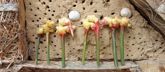 Vielfalt durch Regionalität