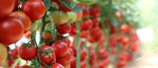 Tomatenstauden