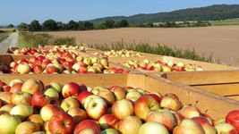 Äpfel in Kisten bei der Apfelernte