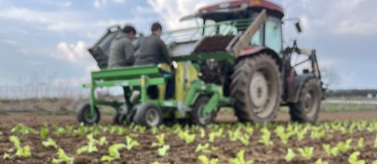 Ein Traktor pflanzt junge Setzlinge auf einem Feld.