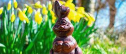 Schokoladen Osterhase vor Osterglocken