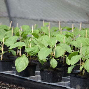 Saisonstart für Balkon & Garten:<br>Bio-Saatgut & vieles mehr  