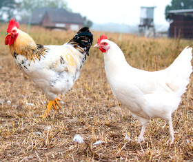 Hahn und Henne Ökologische Tierzucht