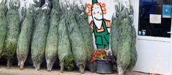 Bio-Weihnachtsbäume zum Abholen