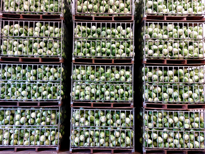 Weißkohl in der Lagerhalle