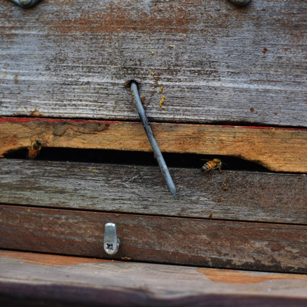 Gunterbunte Honigbienen