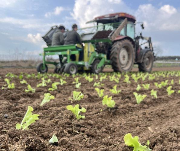 KI generiert: Traktor mit Anhänger pflanzt Setzlinge auf einem Feld.