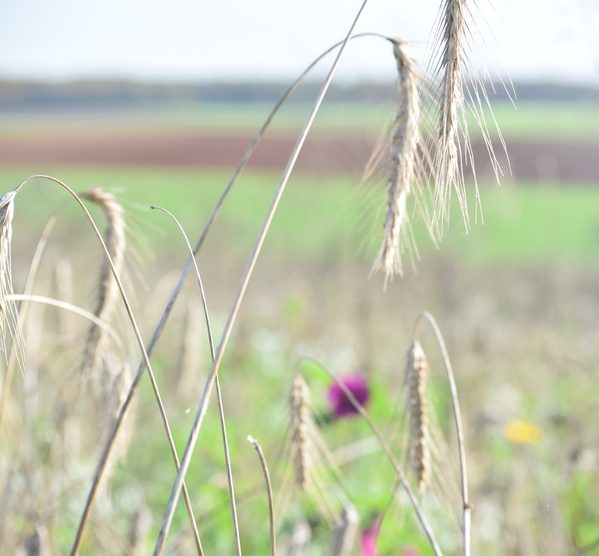 KI generiert: Ähren in Nahaufnahme vor einem unscharfen Feldhintergrund.