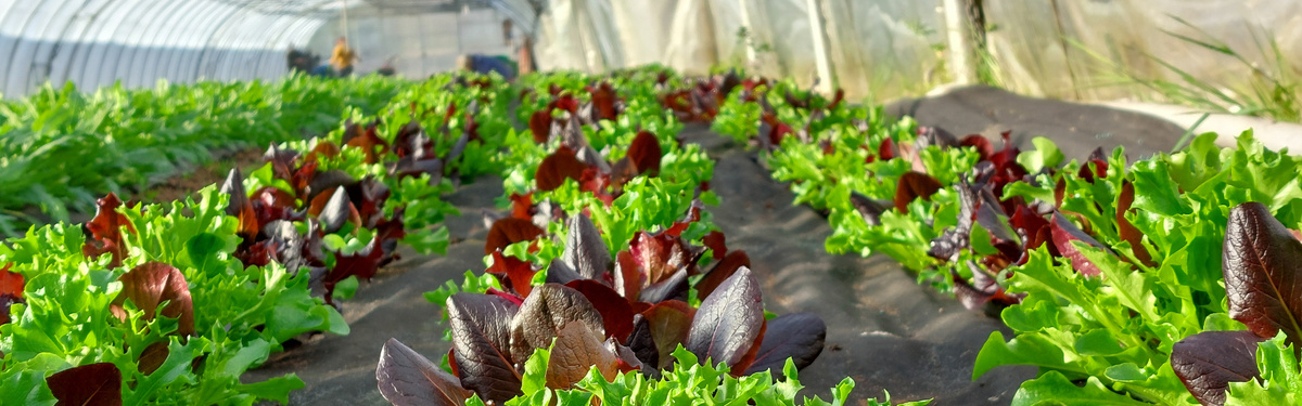 KI generiert: Ein Gewächshaus mit Reihen von buntem Salat, der wächst.