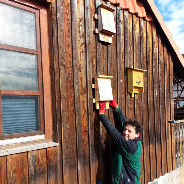 Anbringung Fledermauskasten