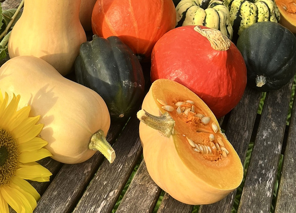verschiedene Kürbisse aus der Gärtnerei