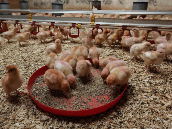 frisch eingestallte Küken