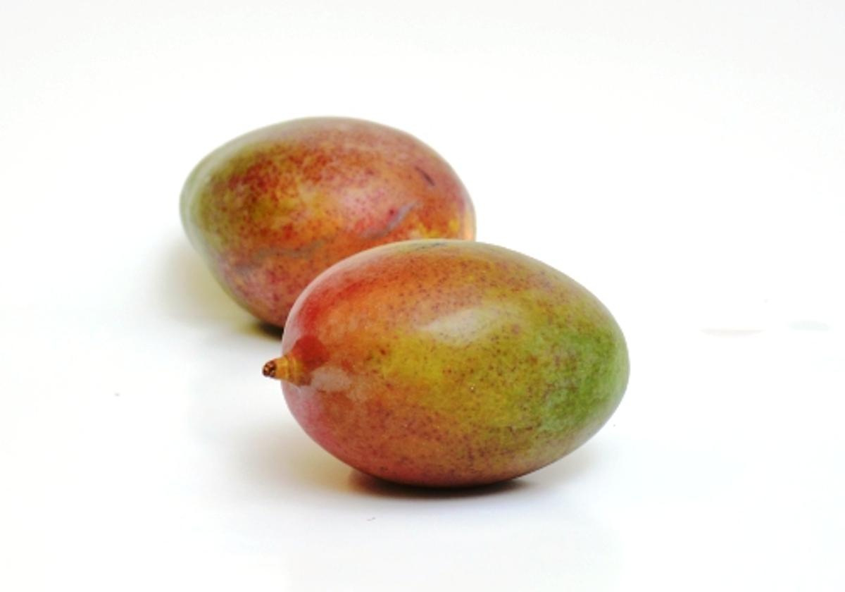 Mango Sorte Kent