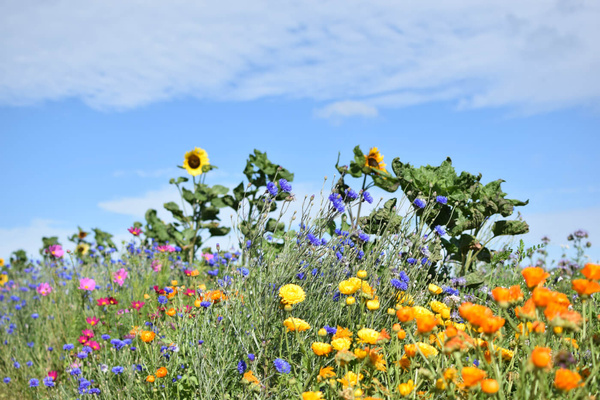 KI generiert: Bunte Blumenwiese mit Sonnenblumen unter blauem Himmel.