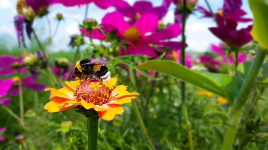 Blühwiese mit Insekten