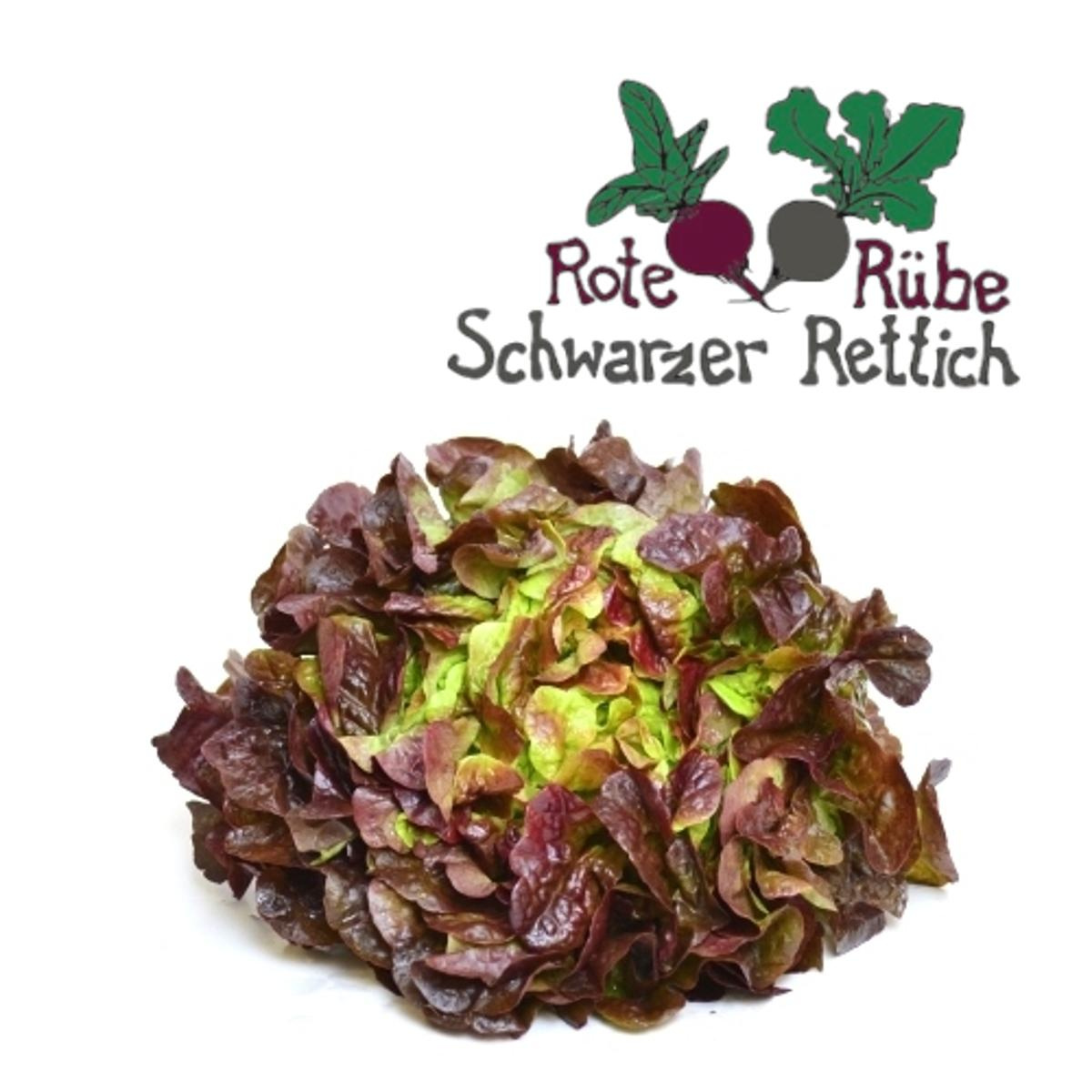 Salat, Eichblatt rot - kleine Köpfe