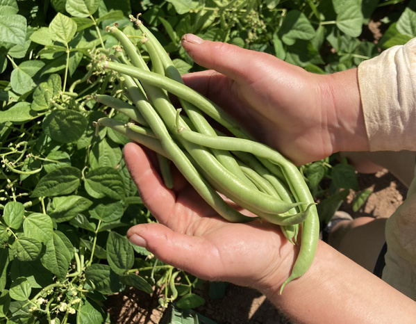 KI generiert: Hände halten frisch geerntete grüne Bohnen in einem Garten.