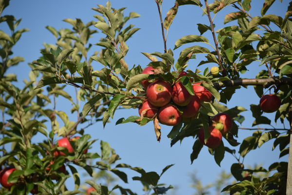 KI generiert: Ein Apfelbaum mit roten Äpfeln unter blauem Himmel.