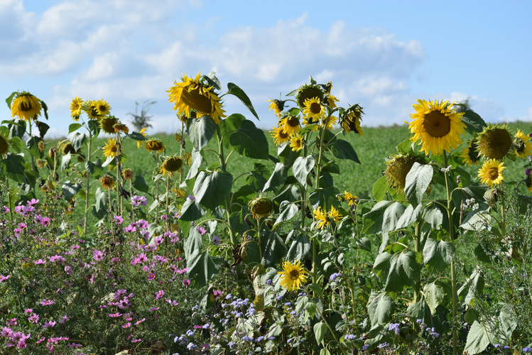 Sonnenblumen auf dem Acker