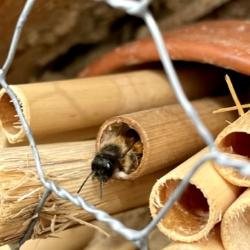 Insektenhotel mit Biene