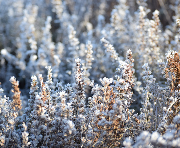 KI generiert: Frostbedeckte Pflanzen in natürlicher Umgebung mit sanftem Sonnenlicht.