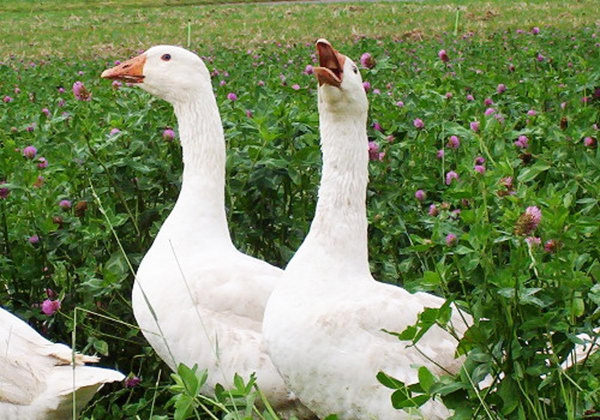 Produktfoto zu Gänsebrust mit Haut und Knochen, ca. 1,2kg